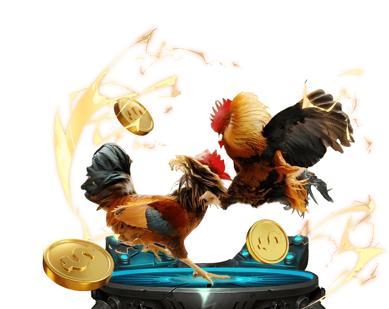 Trận đấu đá gà sôi động tại Alo789